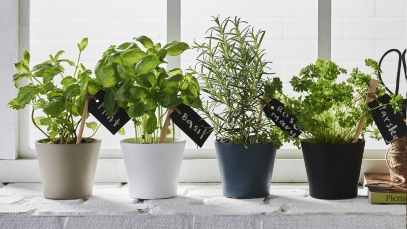 Make Your House Look Like a Designer Home With These Indoor Plant Pots ...