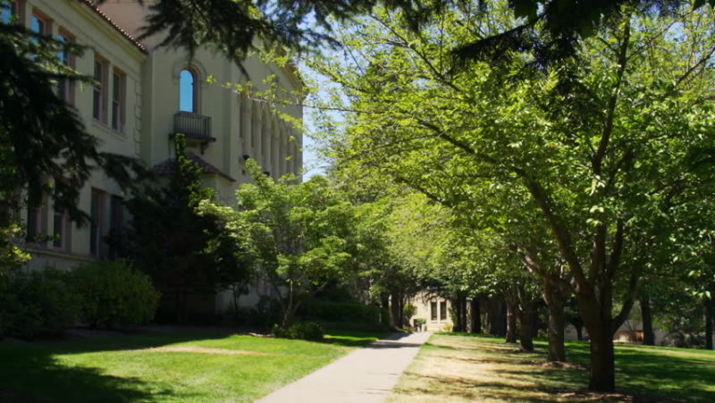 Common Problems Associated Growing Trees Near Buildings - The ...
