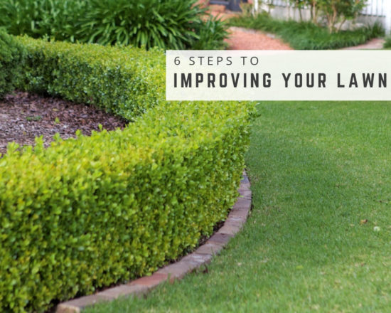 How to Mow Your Lawn like a pro? - The Architects Diary