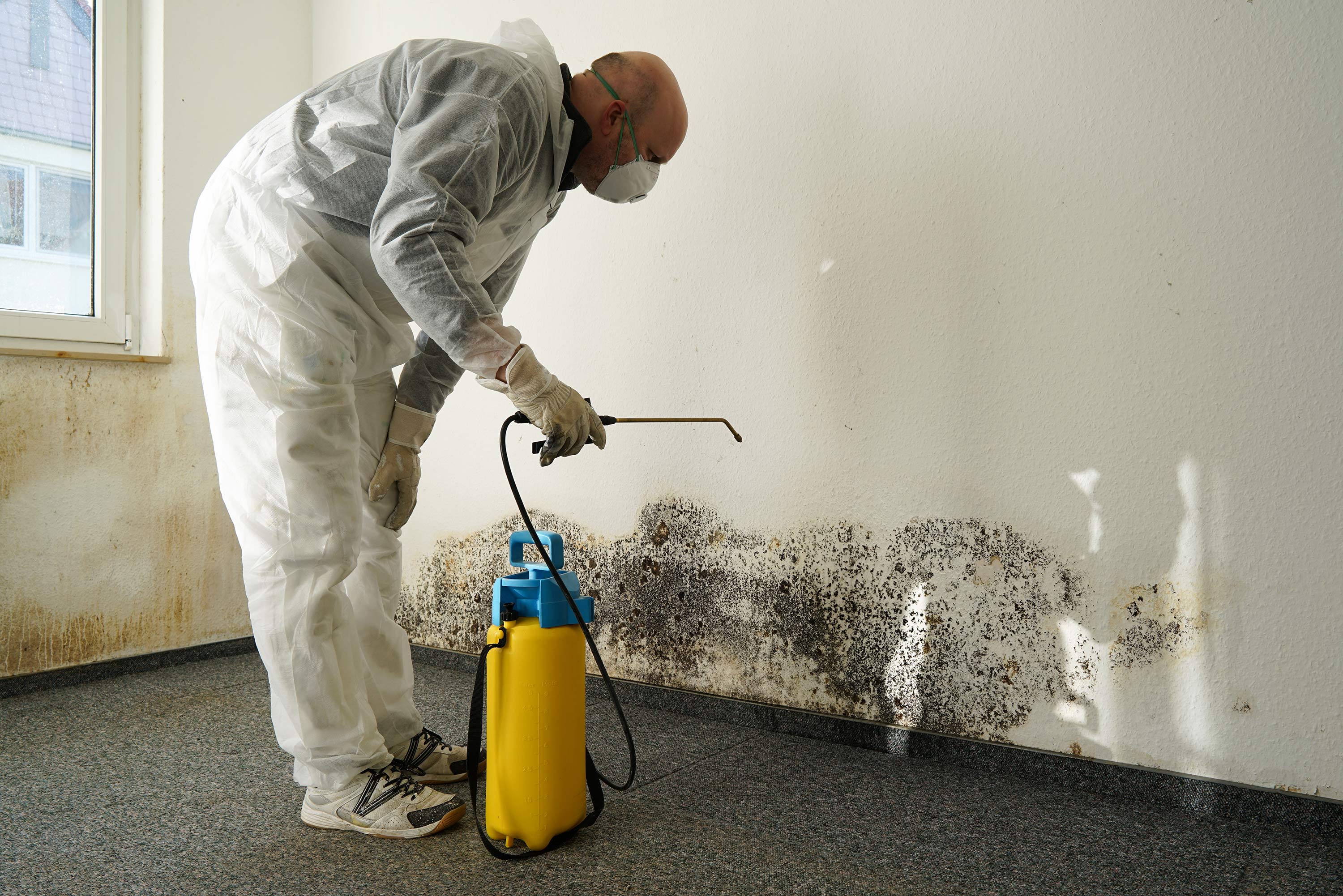 Tips To Choose A Good Mould Removal Company The Architects Diary