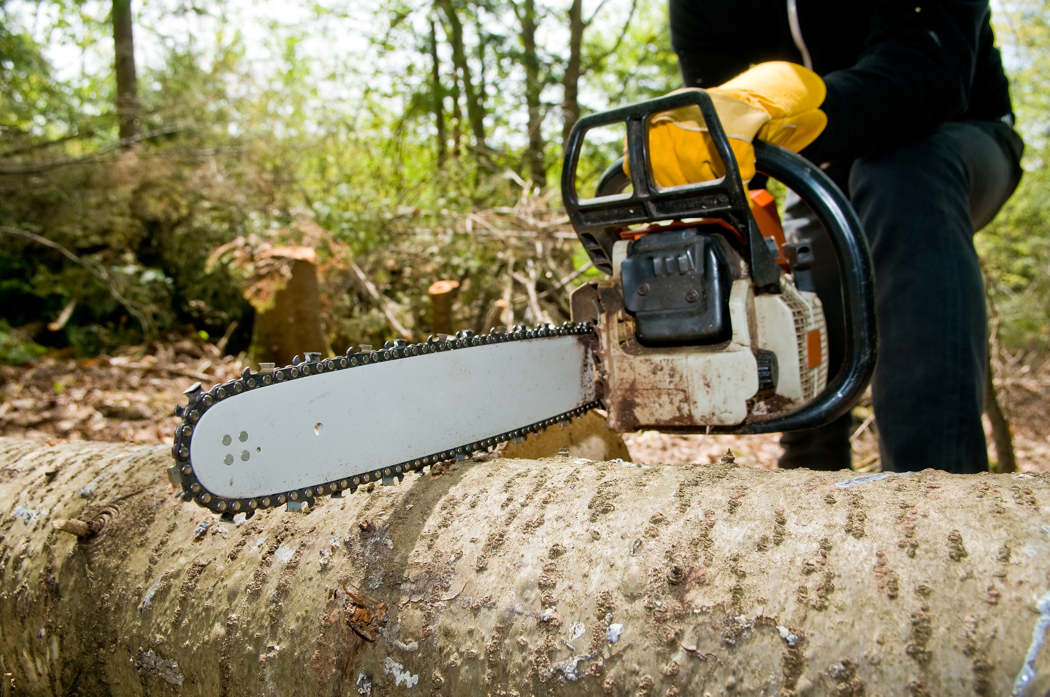 Tree Removal Near Clifton Park