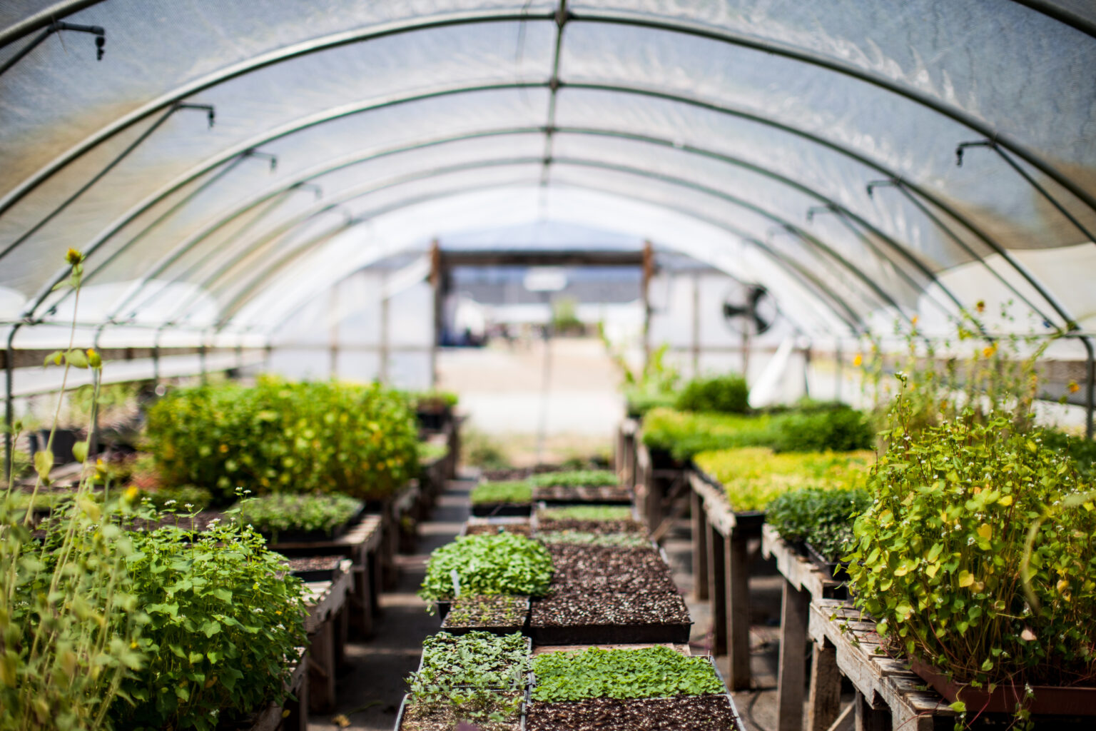 What Do You Need To Start A Greenhouse Business