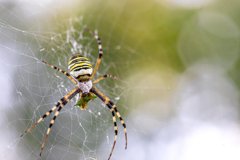 What to do when spiders get Inside your home? The Architects Diary