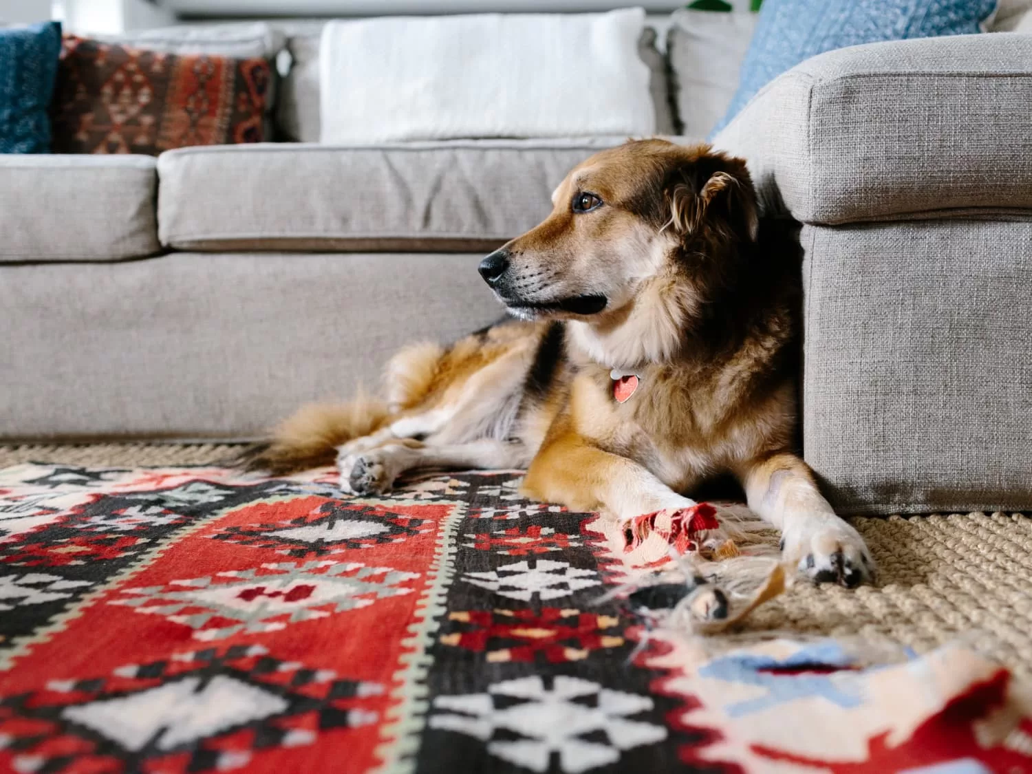 The Most Durable Rugs For Homes With Pets The Architects Diary