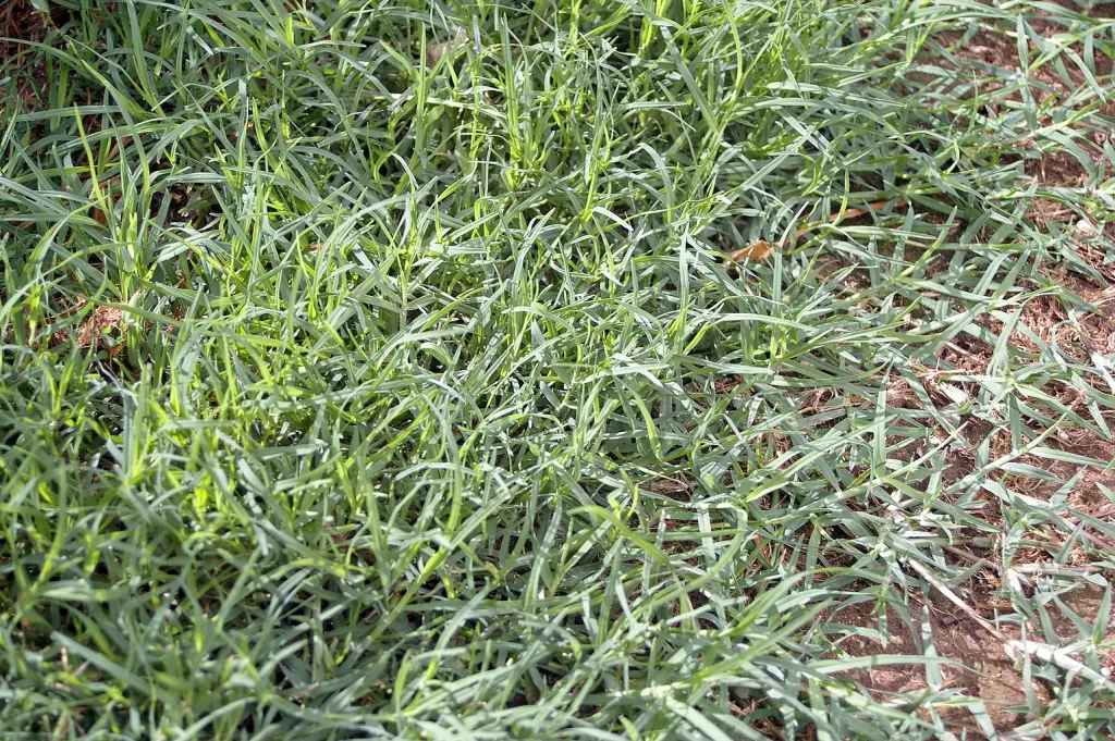 Grass varieties for Lawn