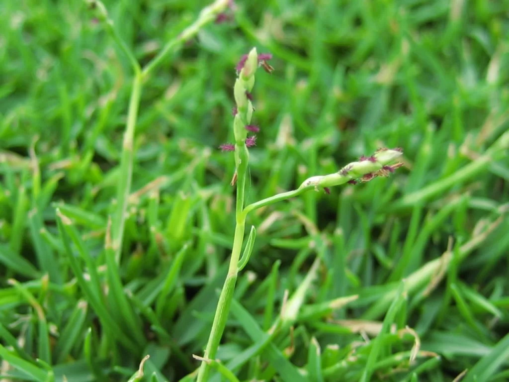 Grass varieties for Lawn