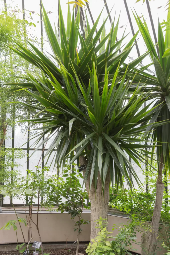 List of Indoor plants