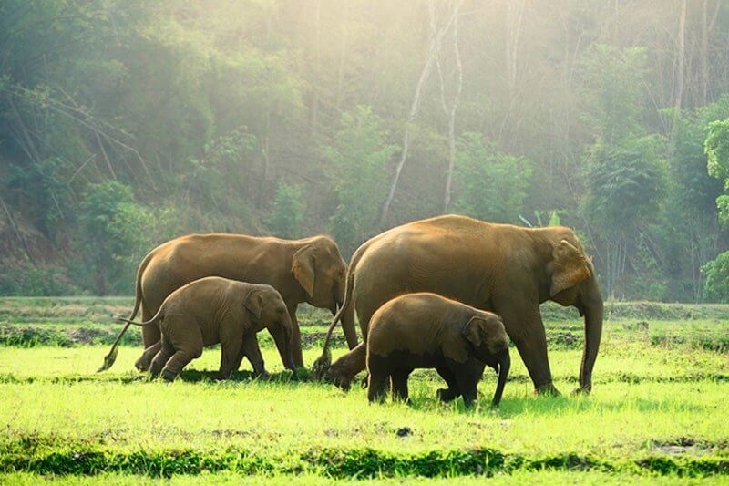 Periyar National Park, Kerala