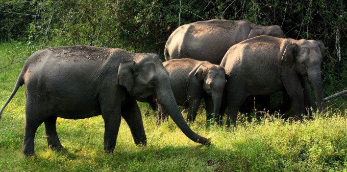 Animal Sanctuaries in India