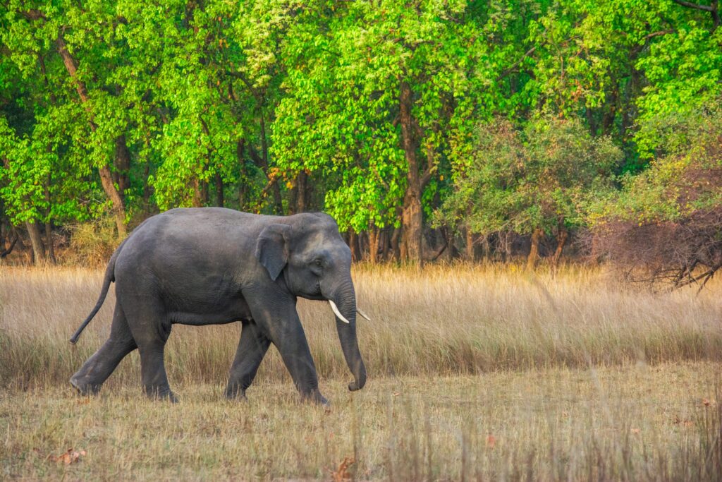 Animal Sanctuaries in India