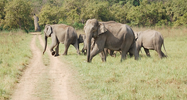 Sonanadi Wildlife Sanctuary, Uttarakhand