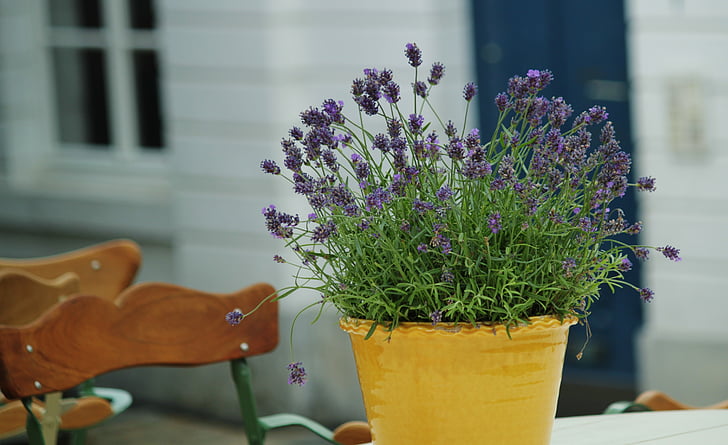 Plants For Bedroom