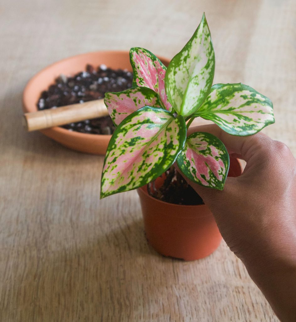 Plants For Living Room